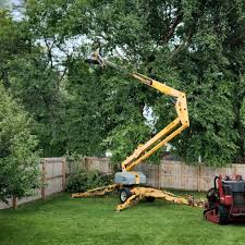 How Our Tree Care Process Works  in  Minneota, MN