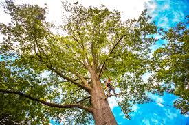 Best Fruit Tree Pruning  in Minneota, MN