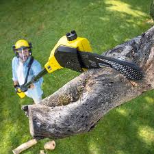 Best Stump Grinding and Removal  in Minneota, MN