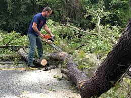 Trusted Minneota, MN Tree Care Experts