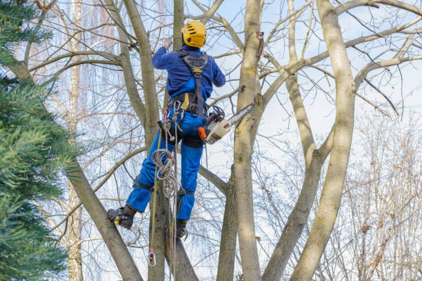 Best Storm Damage Tree Cleanup  in Minneota, MN