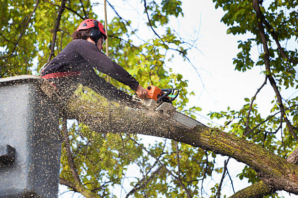 Best Tree Maintenance Programs  in Minneota, MN